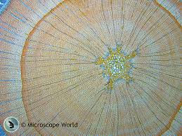 Maybe you would like to learn more about one of these? Woody Stem Under The Microscope