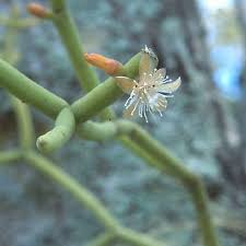 Image result for Rhipsalis baccifera