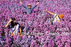 超夢幻粉紫色花海 into the flower chiang mai in 2021 red peppercorn flowers chiang mai