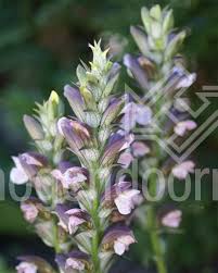 Prefers part shade to light shade, but will tolerate sun with sufficient moisture. Hogendoorn Excellent In Young Plants