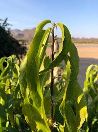 Image result for Acalypha pubiflora