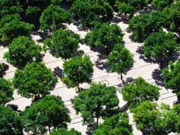 And while it's said that the best time to plant a tree was 20 years ago, that old saw also goes on to say that the second best time is right now. Ecosia S Search Engine Plants More Trees With Every Web Search Wired