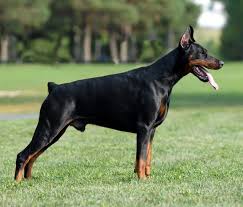Doberman pinscher size doberman pinschers are tough and strapping dogs with densely packed physiques. Doberman Pinscher Australian Dog Lover