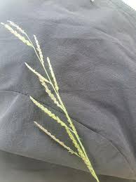 Image result for Urochloa leersioides