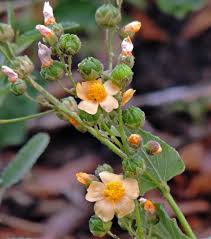 Image result for Wissadula