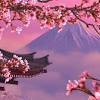 Picture of watercolor cherry blossom branches hand painted. 1