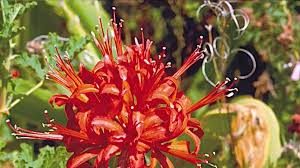Image result for Nerine