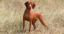 20 Best Short Hair Dog Breeds That are Easy to Groom