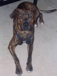 Black And Brown Terrier Mix A Brown Based Brindle Staffordshire Terrier Mix Staffordshire Terrier Brindle Staffordshire Terrier Mix Terrier