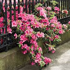 A Brief History Of The Azalea Plants Azaleas Southern Garden