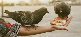8 Ways To Get Rid Of Pigeons From Your House Feeders Bird Watching Hq