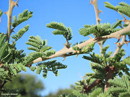 Image result for Acacia fleckii