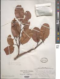 Image result for Monotes glaber