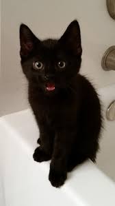 Reddit Meet 8 Week Old Cortana Baby Cats Pretty Cats Fur Baby Cat