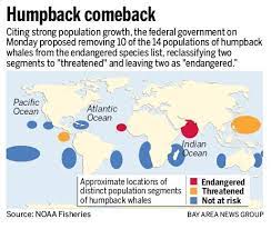 In 1946, commercial whaling of humpbacks was regulated by the international. Humpback Whale Population Grows Animals Proposed To Be Removed From Endangered Species Act The Mercury News