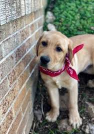 We take a lot of pride in our dogs and their puppies to ensure quality companions. 55 Labrador Retriever Puppies Dogs For Sale Ideas Labrador Retriever Puppies Labrador Retriever Puppies