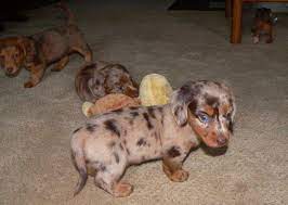 Ella is tan miniature dachshund.she will be wormed and vaccinated per the puppy schedule. Dachshund For Sale Knoxville Tn