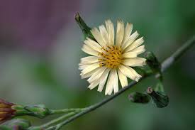 Image result for Lactuca indica