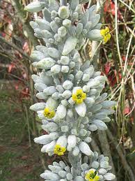 Kalanchoe Thyrsiflora Paddle Plant World Of Succulents Paddle Plant Plants Succulents