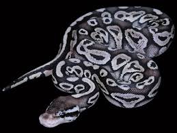 Axanthic Black Pewter Ball Python Black Pewter Ball Python Ball Python Cute Snake Pet Snake