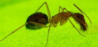 Geste Chasser Les Fourmis De La Maison Sans Pesticides Insects