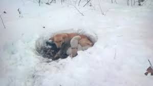=) see more of minneapolis puppies and dogs for adoption on facebook. Dog 6 Puppies Rescued After Being Found In Snowdrift Kare11 Com