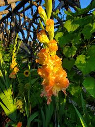 Image result for Gladiolus brachyphyllus