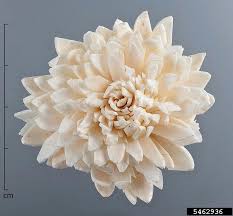 Image result for Aeschynomene sp. B