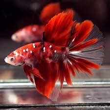 Pin On Beautiful Betta Fish