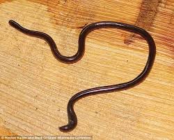 The toilet is never used, but i do flush it occasionally to keep to water level up. Chinese Boy Discovers Huge Worm But It Was Actually World S Smallest Snake Daily Mail Online