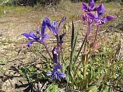 Image result for Babiana bainesii