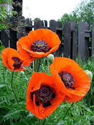 How To Prune Oriental Poppy Flower Seeds Beautiful Flowers Planting Flowers