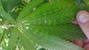 Aloe vera gelly, skin care, wound care, burn care, rash treatment, health, aloe vera. How To Identify Cannabis Wind Burn Clawed Leaves Prevention