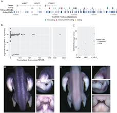 An allelic series at the EDNRB2 locus controls diverse piebalding patterns  in the domestic pigeon | bioRxiv