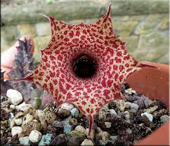 Image result for Huernia hislopii