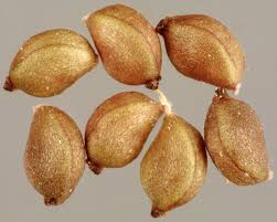 Image result for Potamogeton pusillus