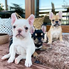 French bulldogs like lady gaga's are frequent targets for theft. French Bulldog Ranch French Bulldog For Sale