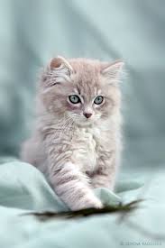 Petit Pachat Chats Adorables Bebe Chat Chats Et Chatons
