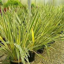 Image result for Phormium