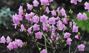 Rhododendron Mucronulatum Cornell Pink Cornell Pink Rhododendron Rhododendron Cornell Pink Very Early Season Rhodode Plants Rhododendron Showy Flowers