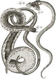 Click on your favorite snake coloring picture to print & color. Two Headed Snake 8 Snake Images Halloween The Graphics Fairy