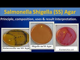 Members of this group are found in a wide range of species (birds, mammals, reptiles. Salmonella Shigella Ss Agar Youtube