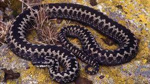 In denmark, norway and sweden, this snake is known as hugorm, hoggorm and huggorm, roughly translated as 'striking snake'. Huggorm Nordens Ark