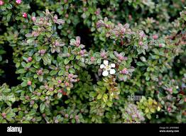 Image result for Cotoneaster microphyllus