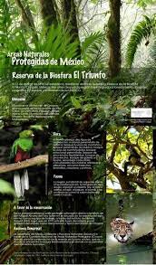 Reserva De La Biosfera El Triunfo Area Natural Protegida Tipos De Bosques Triunfo