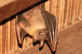 Kucing kawin online game domino: Pertanda Kelelawar Masuk Rumah Pada Malam Hari Berbagai Rumah