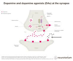 Image result for Dopamine