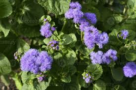 Image result for Ageratum conyzoides