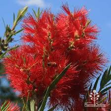 Image result for Callistemon