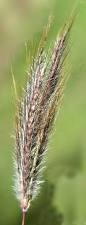 Image result for Dichanthium